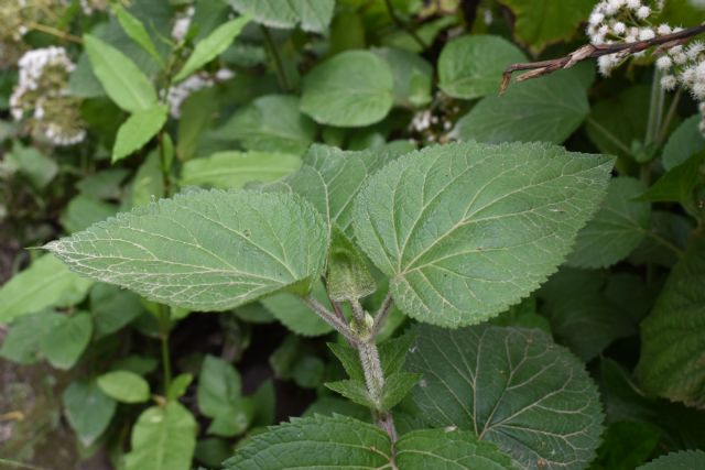 Ageratina adenophora? No, Ageratina havanensis