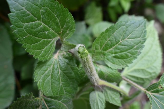 Ageratina adenophora? No, Ageratina havanensis