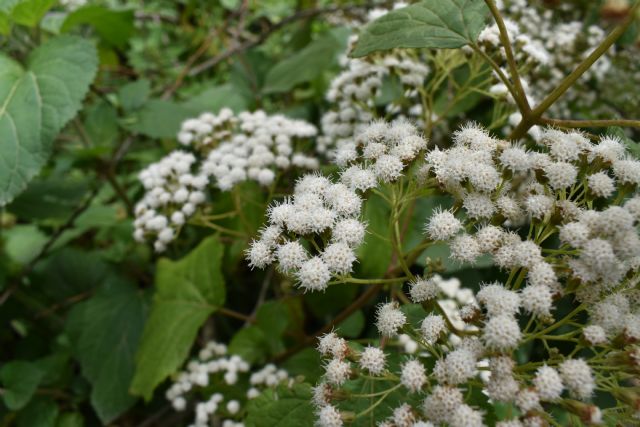 Ageratina adenophora? No, Ageratina havanensis