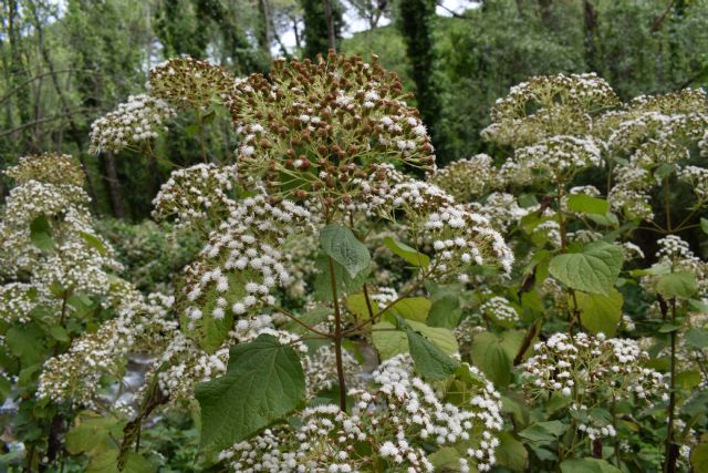 Ageratina adenophora? No, Ageratina havanensis