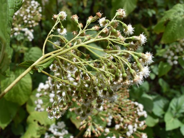 Ageratina adenophora? No, Ageratina havanensis