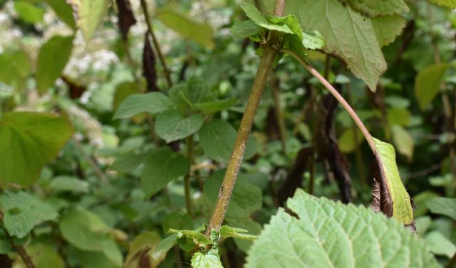 Ageratina adenophora? No, Ageratina havanensis