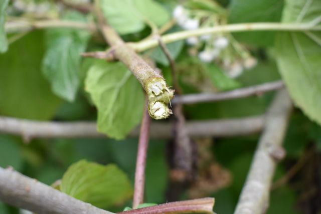 Ageratina adenophora? No, Ageratina havanensis