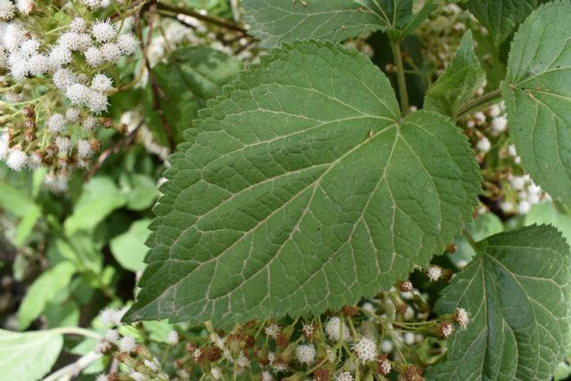 Ageratina adenophora? No, Ageratina havanensis