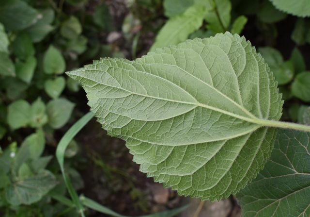 Ageratina adenophora? No, Ageratina havanensis