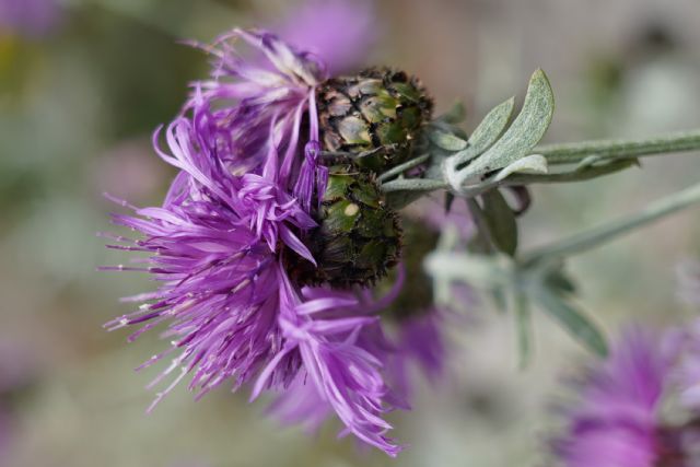 Centaurea tenorei? No, Centaurea cineraria subsp. sirenum