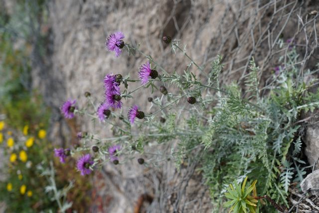 Centaurea tenorei? No, Centaurea cineraria subsp. sirenum
