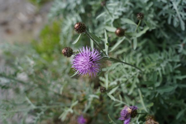 Centaurea tenorei? No, Centaurea cineraria subsp. sirenum