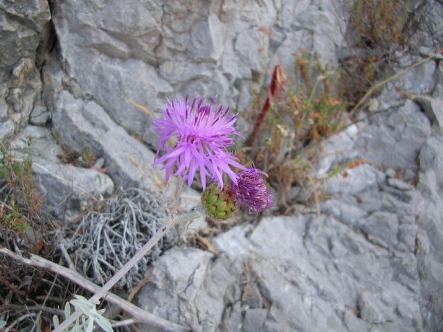 Centaurea cineraria subsp. cineraria