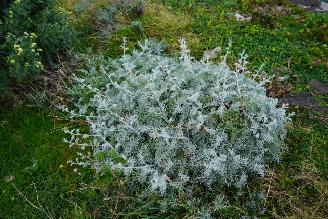 Centaurea cineraria subsp. cineraria