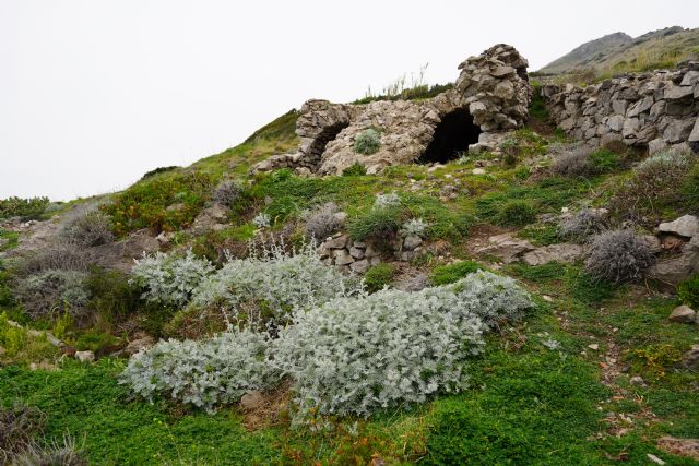 Centaurea cineraria subsp. cineraria