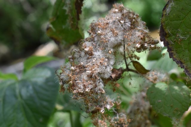 Ageratina adenophora? No, Ageratina havanensis