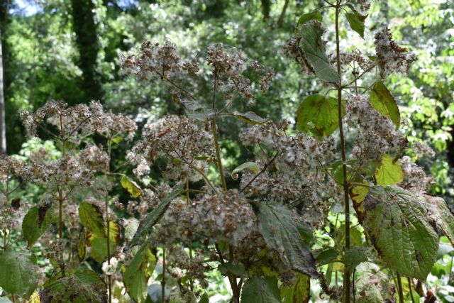 Ageratina adenophora? No, Ageratina havanensis