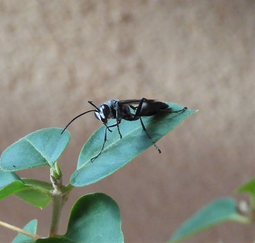 Sphecidae: Isodontia mexicana