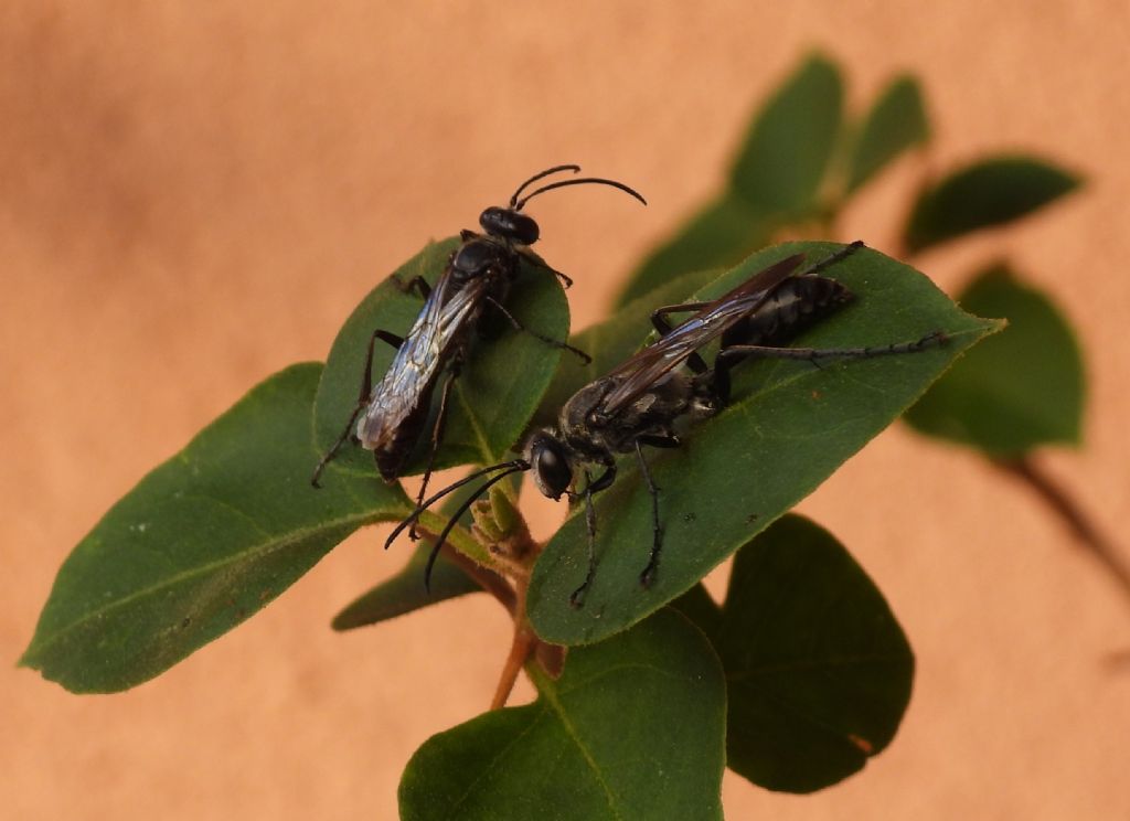 Sphecidae: Isodontia mexicana