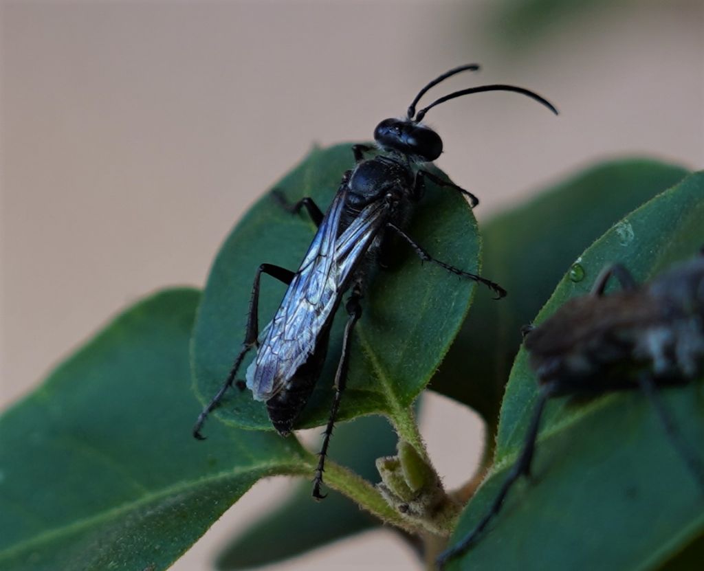 Sphecidae: Isodontia mexicana