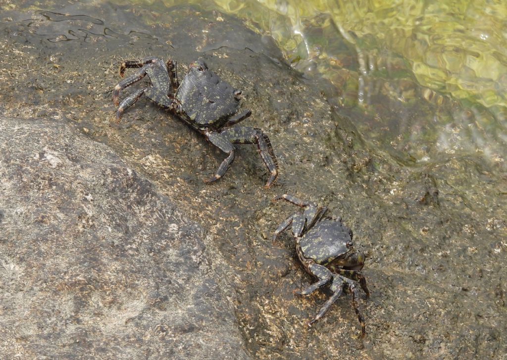 Quali granchi?   Pachygrapsus marmoratus