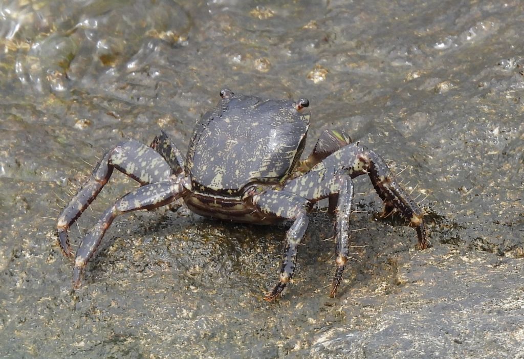 Quali granchi?   Pachygrapsus marmoratus