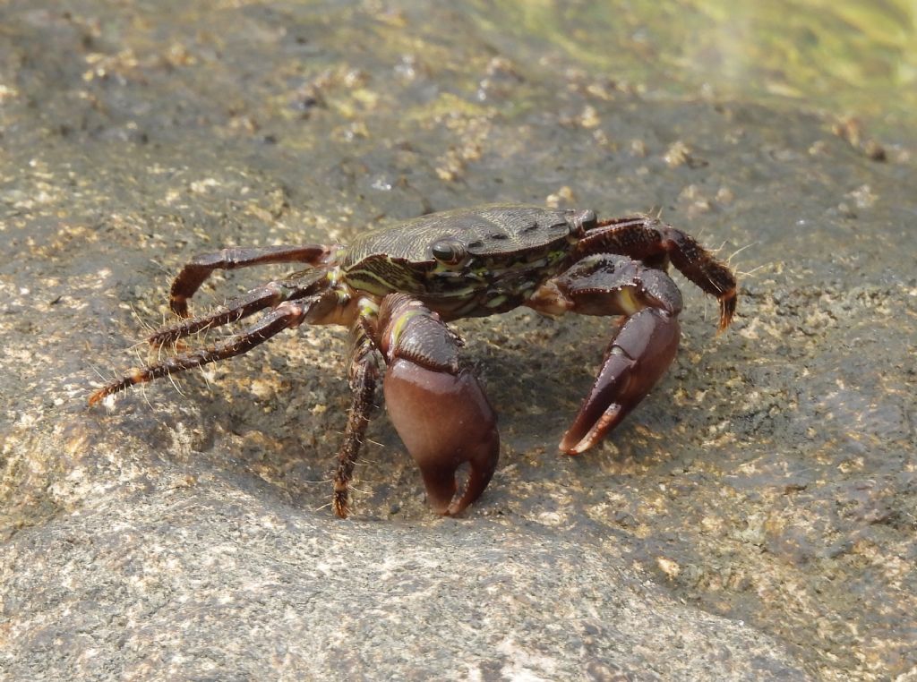 Quali granchi?   Pachygrapsus marmoratus