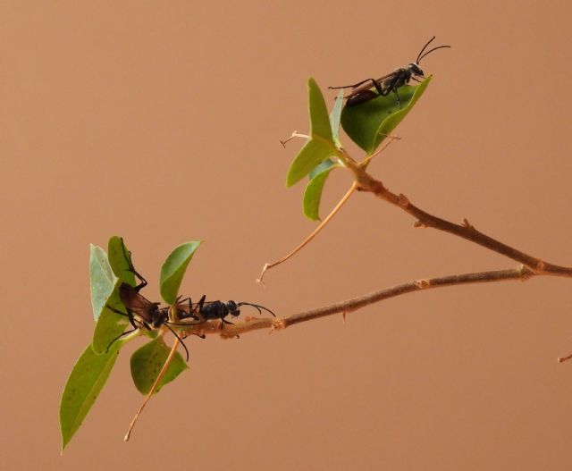 Sphecidae: Isodontia mexicana