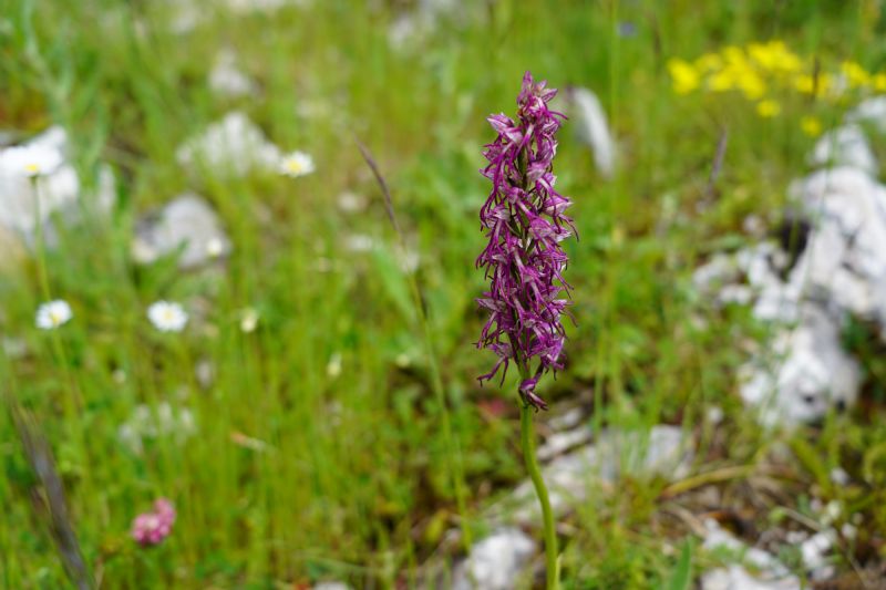 Orchis simia x Orchis italica?