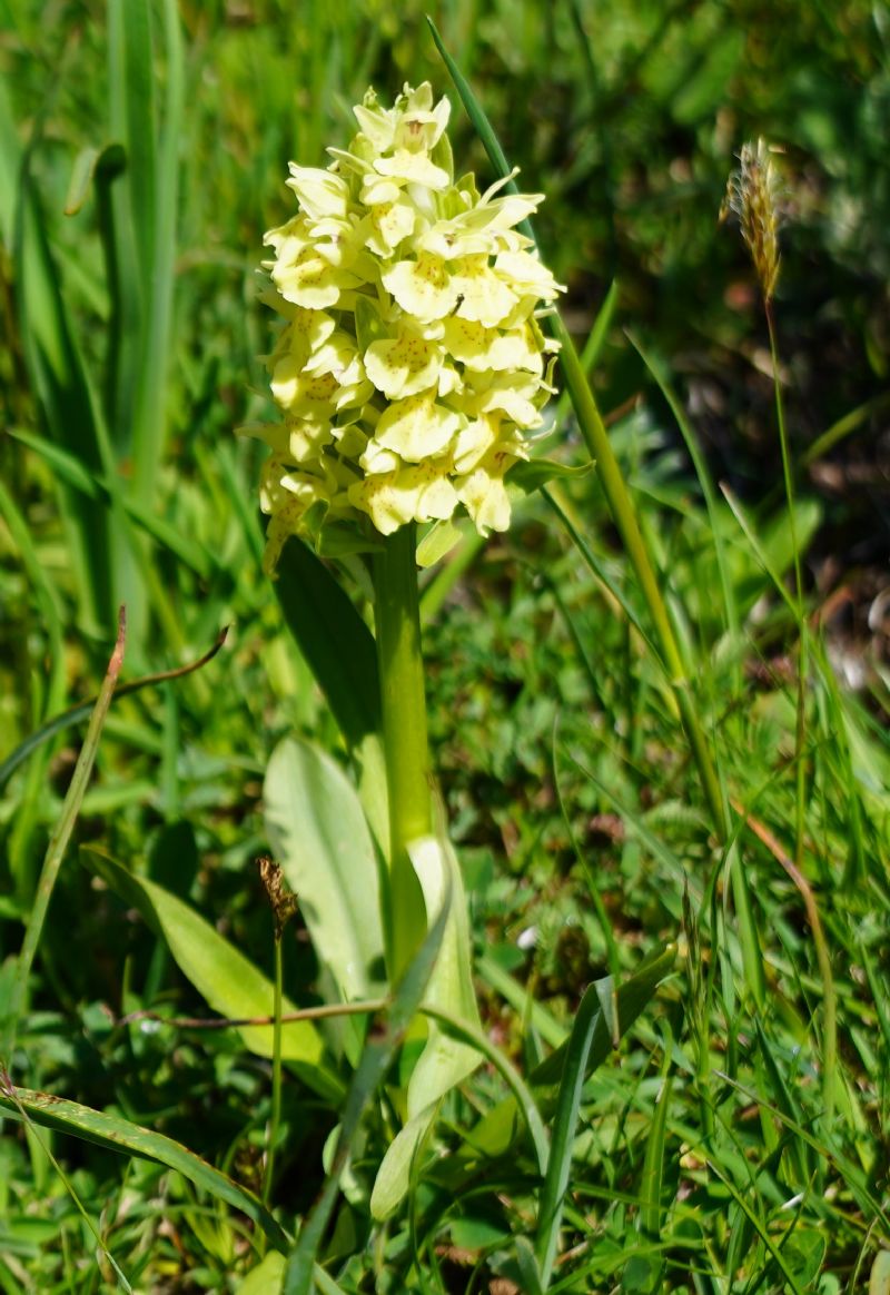 Dactylorhiza sambucina?