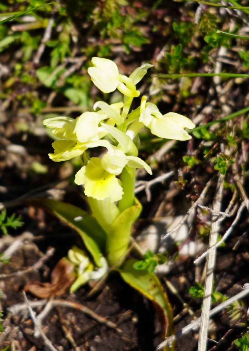 Dactylorhiza sambucina?