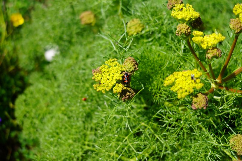 Apiacea