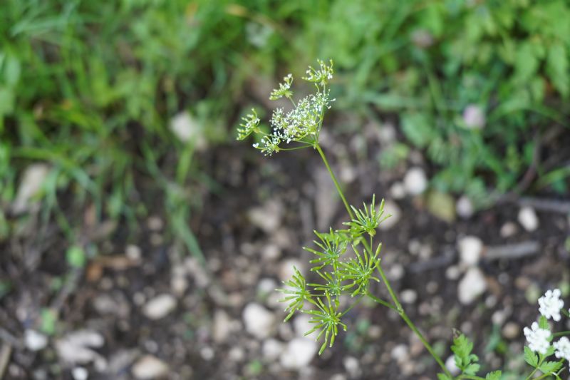 Chaerophyllum temulum?