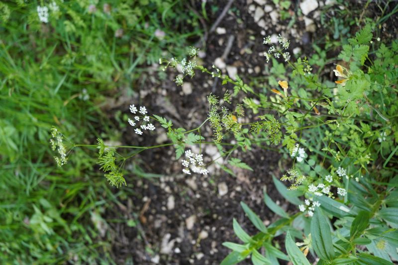 Chaerophyllum temulum?
