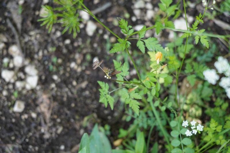 Chaerophyllum temulum?