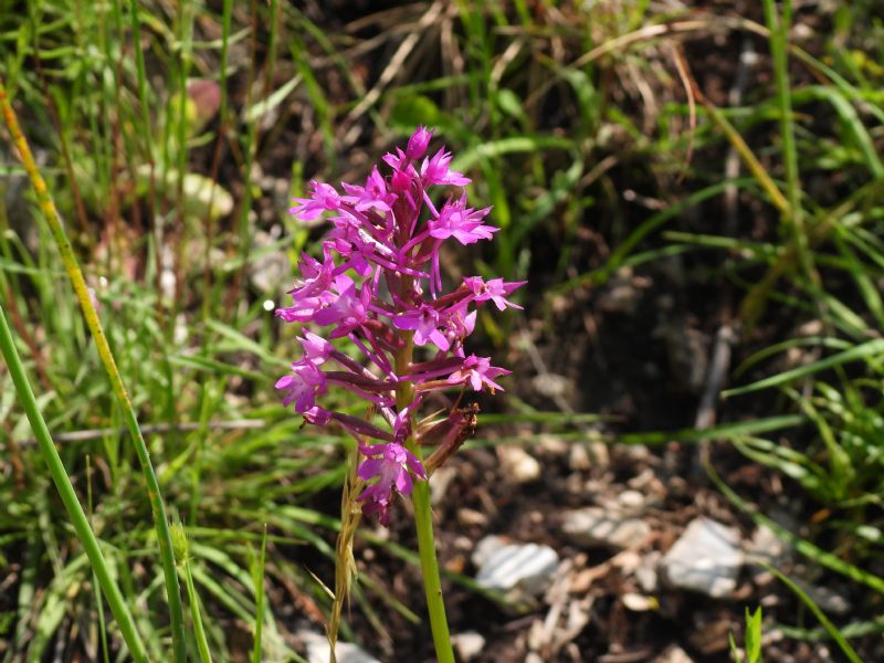 Anacampis pyramidalis?