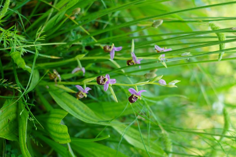 Ophrys....