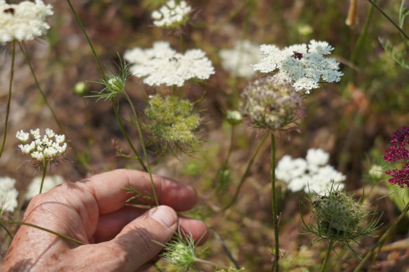 Daucus carota a fiore rosso?