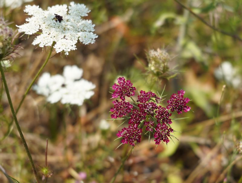 Daucus carota a fiore rosso?