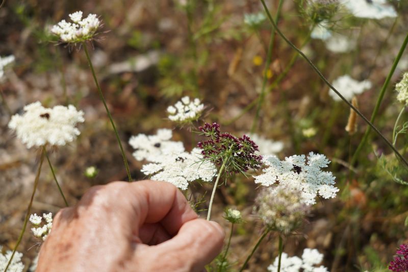 Daucus carota a fiore rosso?