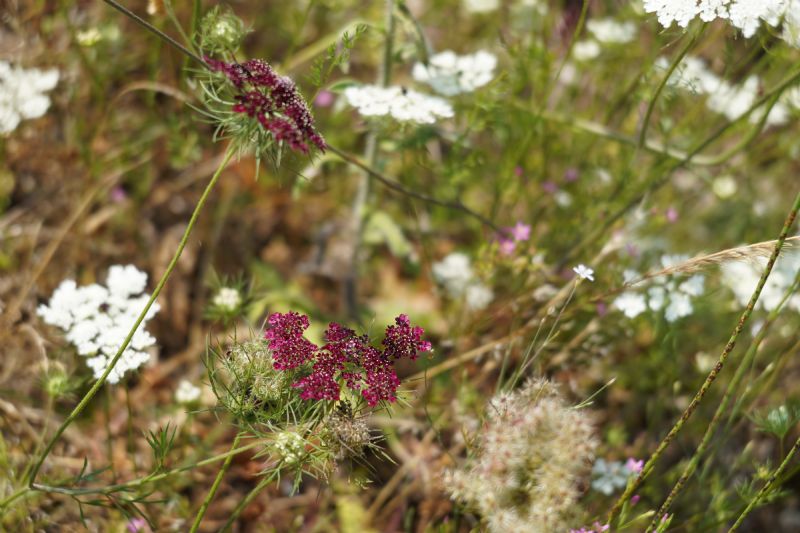 Daucus carota a fiore rosso?