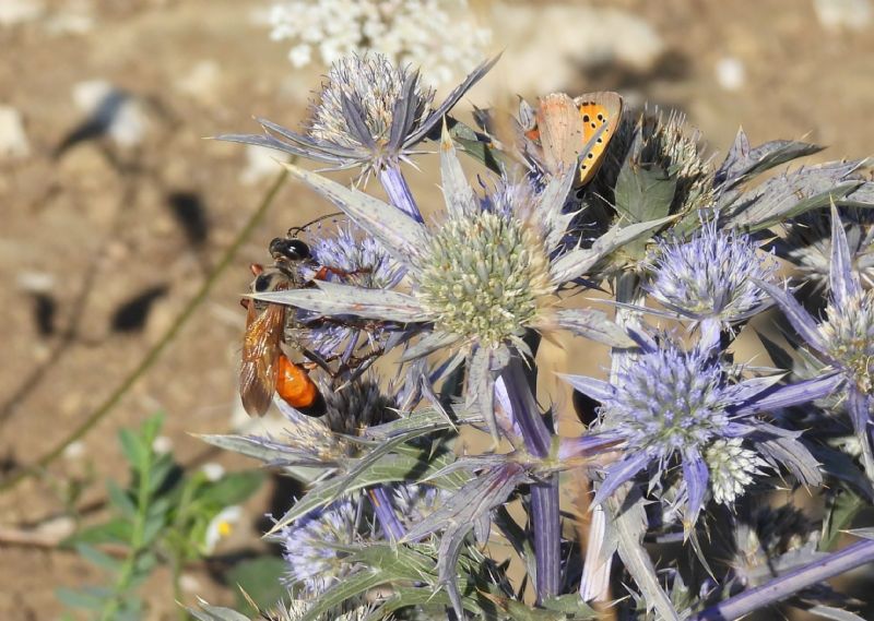 Sphecidae: femmine di Sphex flavipennis (e Sphex cfr. funerarius)