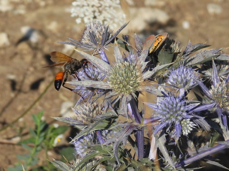 Sphecidae: femmine di Sphex flavipennis (e Sphex cfr. funerarius)