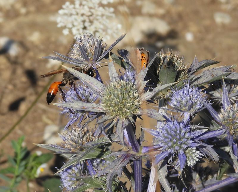Sphecidae: femmine di Sphex flavipennis (e Sphex cfr. funerarius)
