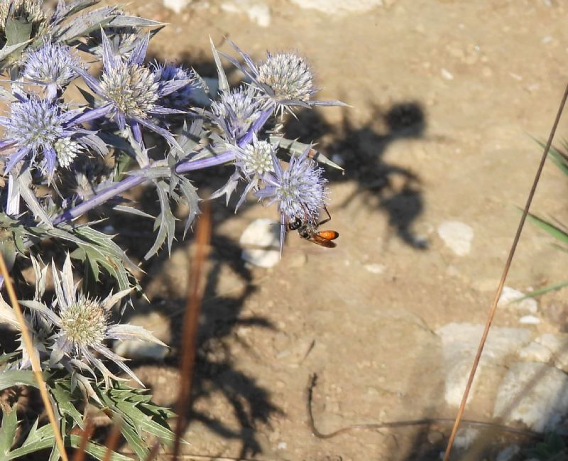 Sphecidae: femmine di Sphex flavipennis (e Sphex cfr. funerarius)
