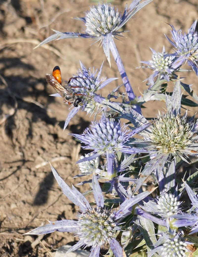 Sphecidae: femmine di Sphex flavipennis (e Sphex cfr. funerarius)