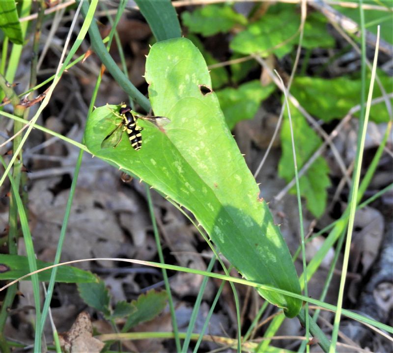 Syrphidae......