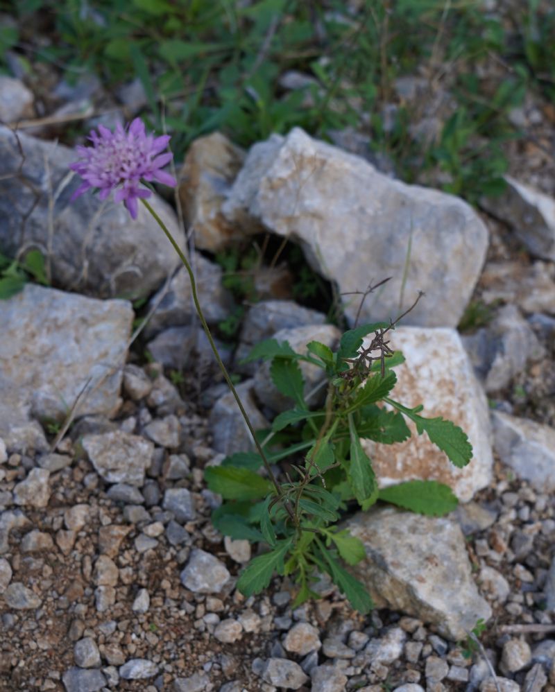 Scabiosa o Sixalix?