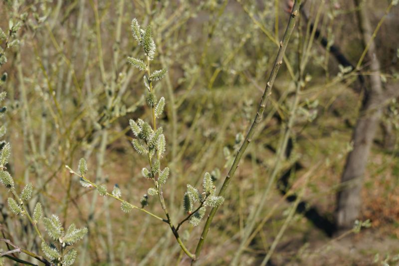 Salix....