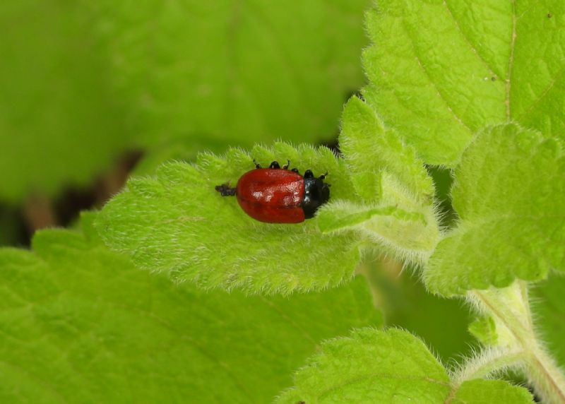 Chrysolina lutea?