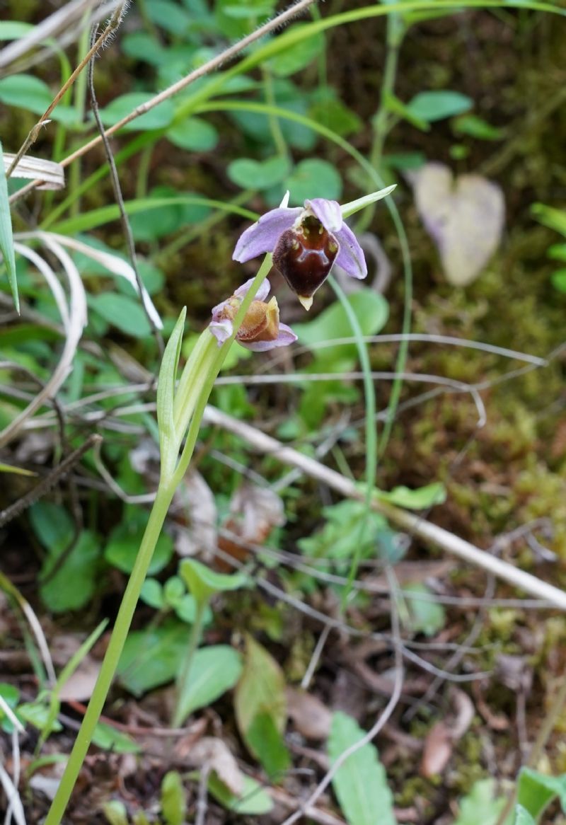 Ophrys.....