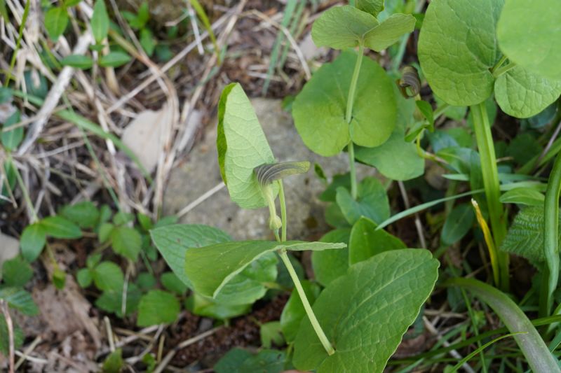 Quale Aristolochia?