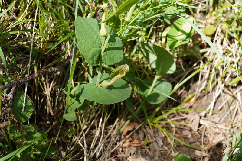 Quale Aristolochia?