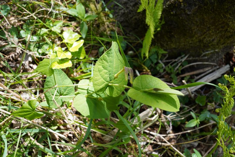 Quale Aristolochia?